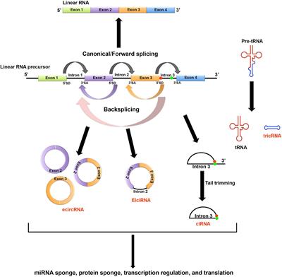 Frontiers | Role Of Virally Encoded Circular RNAs In The Pathogenicity ...